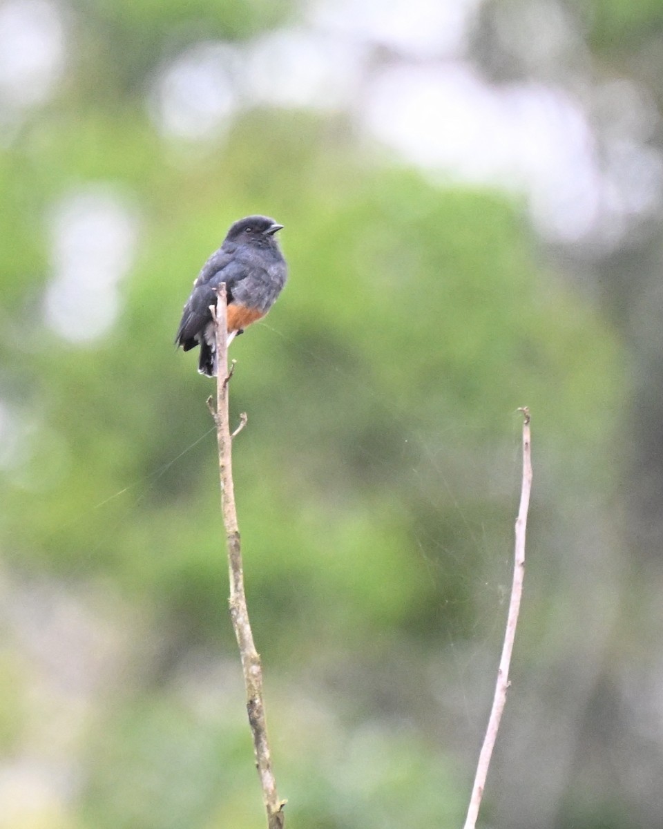 Kırlangıç Keşişkuşu - ML646729689