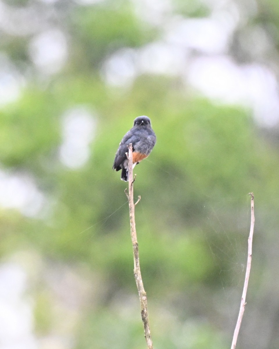 Kırlangıç Keşişkuşu - ML646729690