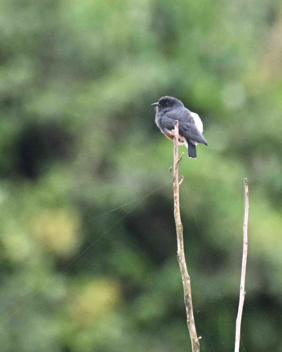 Kırlangıç Keşişkuşu - ML646729691