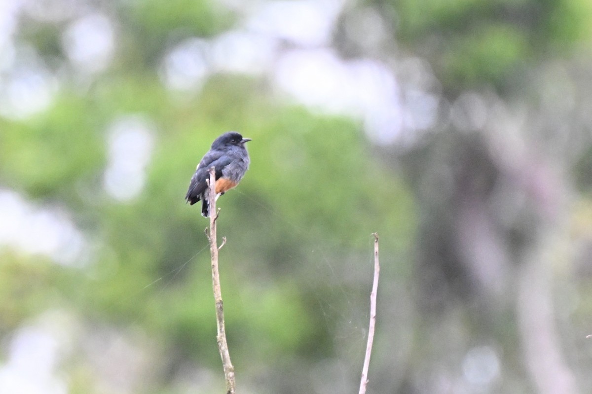 Kırlangıç Keşişkuşu - ML646729692