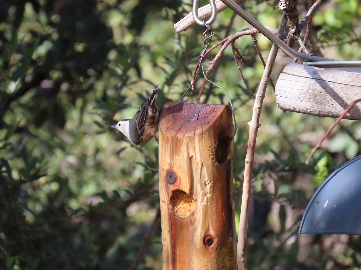 Beyaz Göğüslü Sıvacı [lagunae grubu] - ML646729693