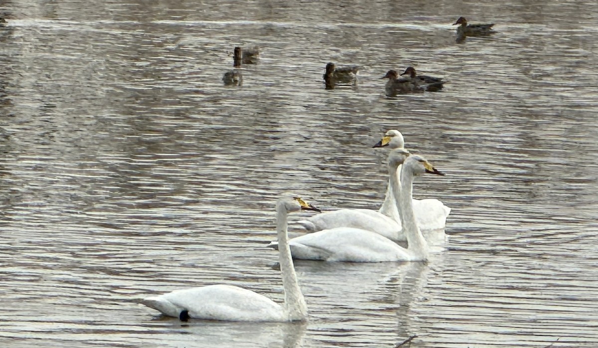 Whooper Swan - ML646729694