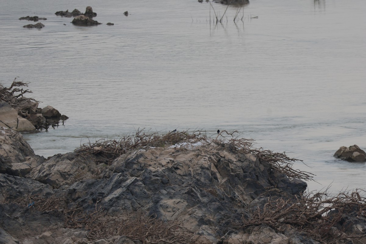 Buztanikara zuria (alboides) - ML646729695