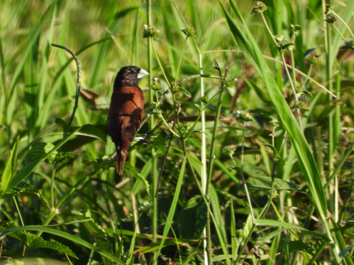 Chestnut Munia - ML646729698