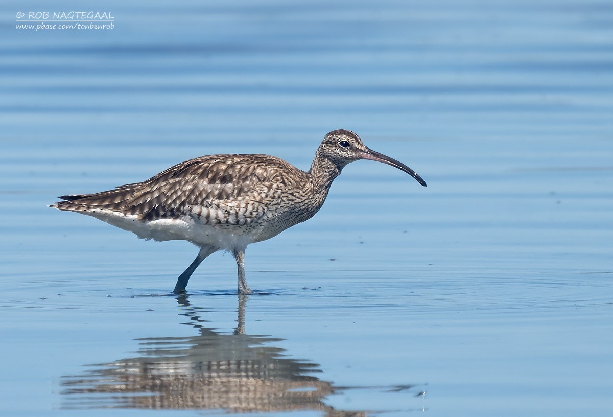 Chiurlo piccolo - ML646729706