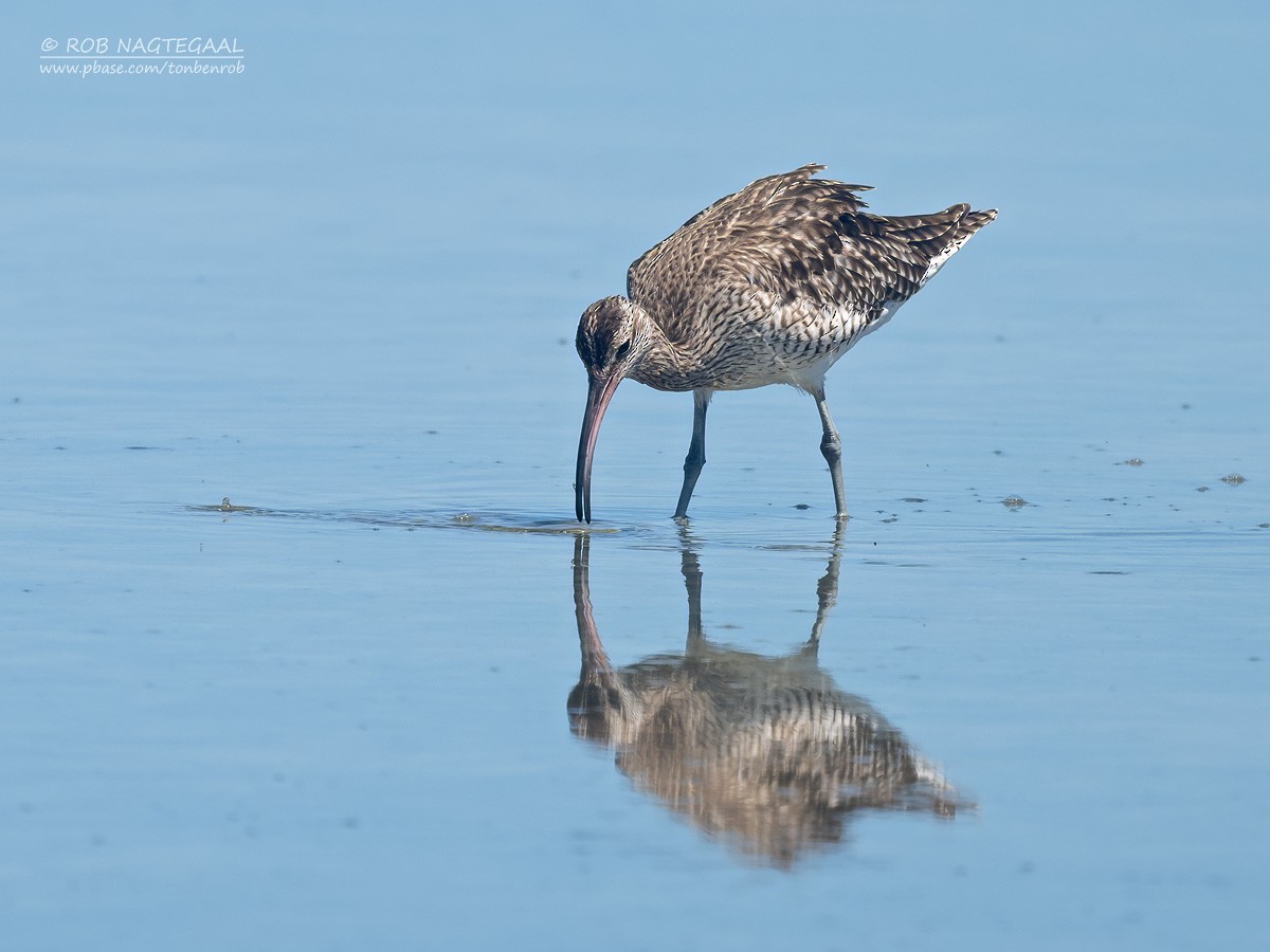 Chiurlo piccolo - ML646729707