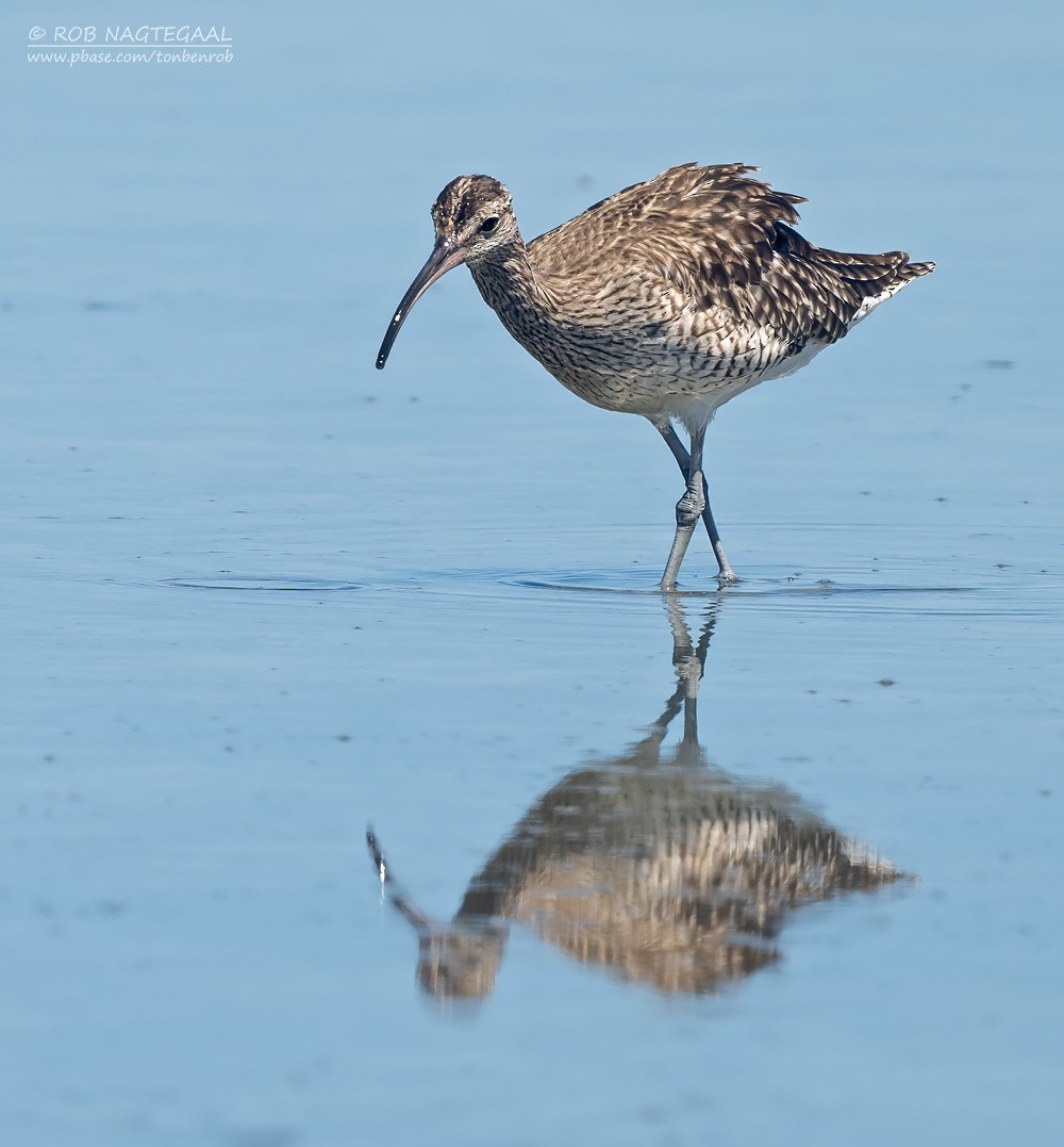 Chiurlo piccolo - ML646729708