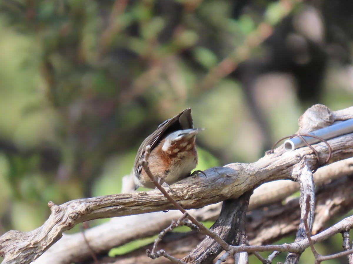 Beyaz Göğüslü Sıvacı [lagunae grubu] - ML646729709