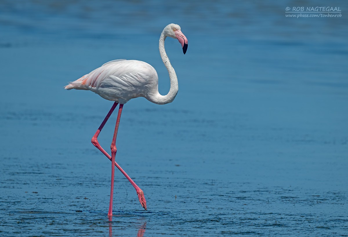 Fenicottero - ML646729712