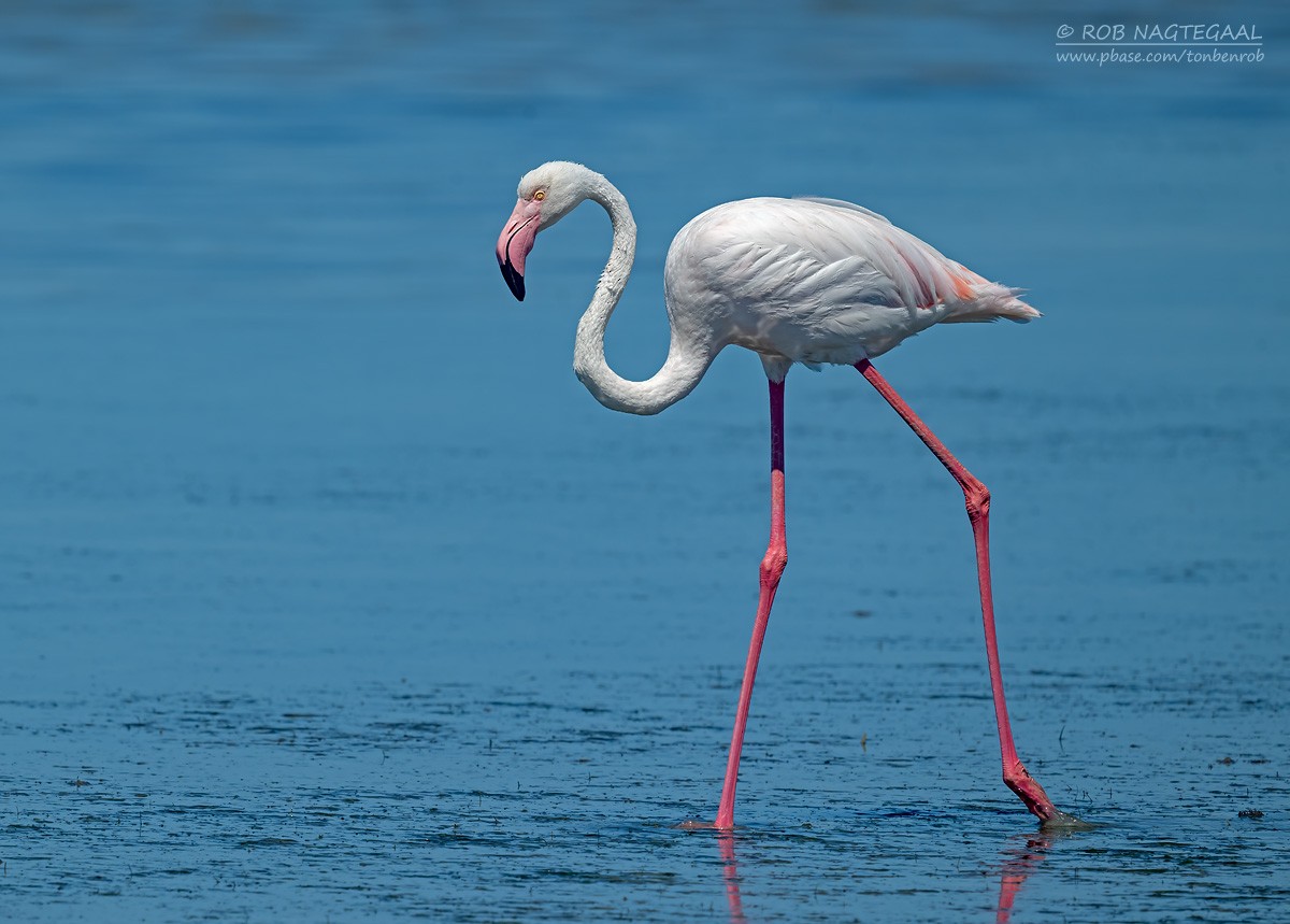 Fenicottero - ML646729713