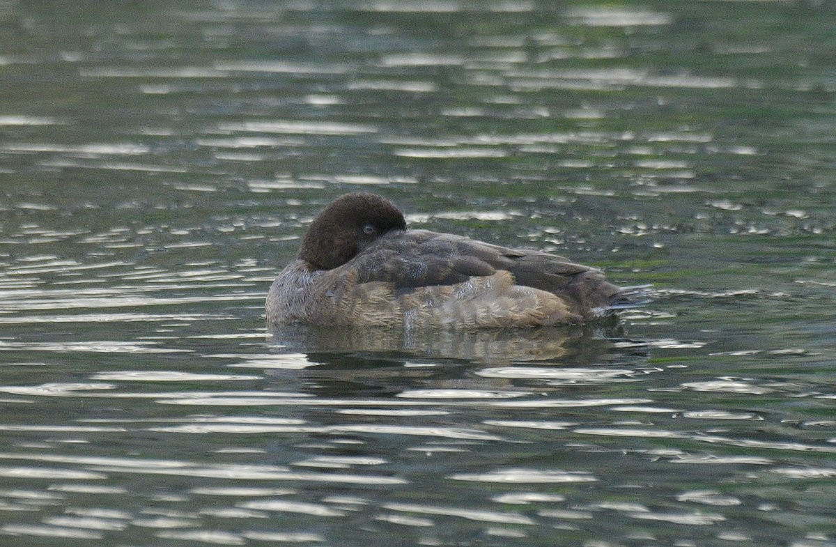 Greater Scaup - ML646729715