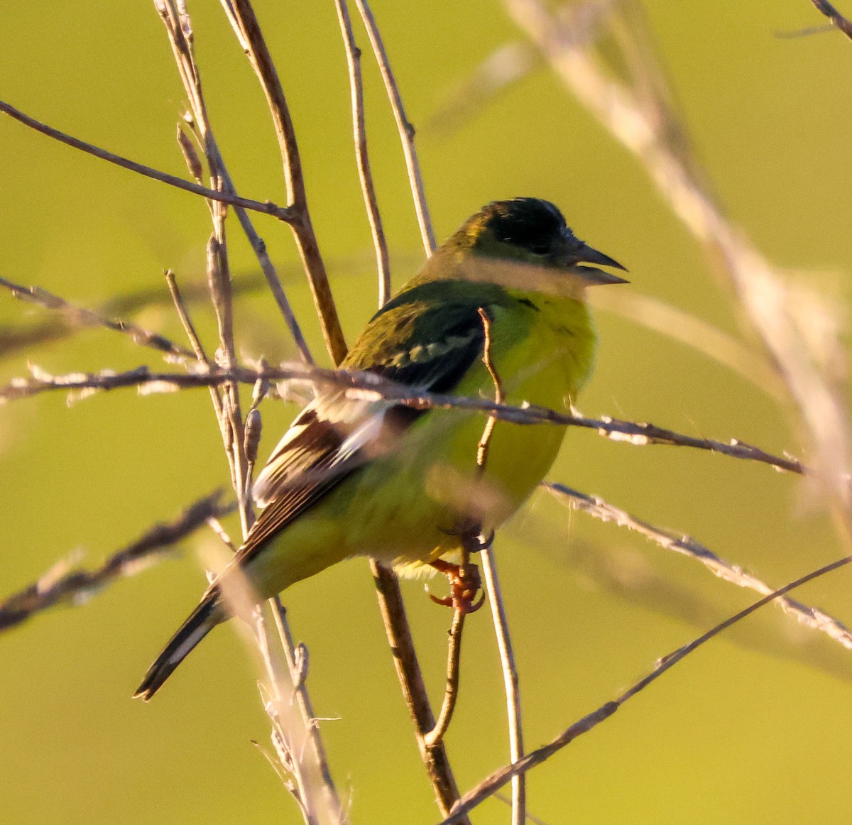 Lesser Goldfinch - ML646729721