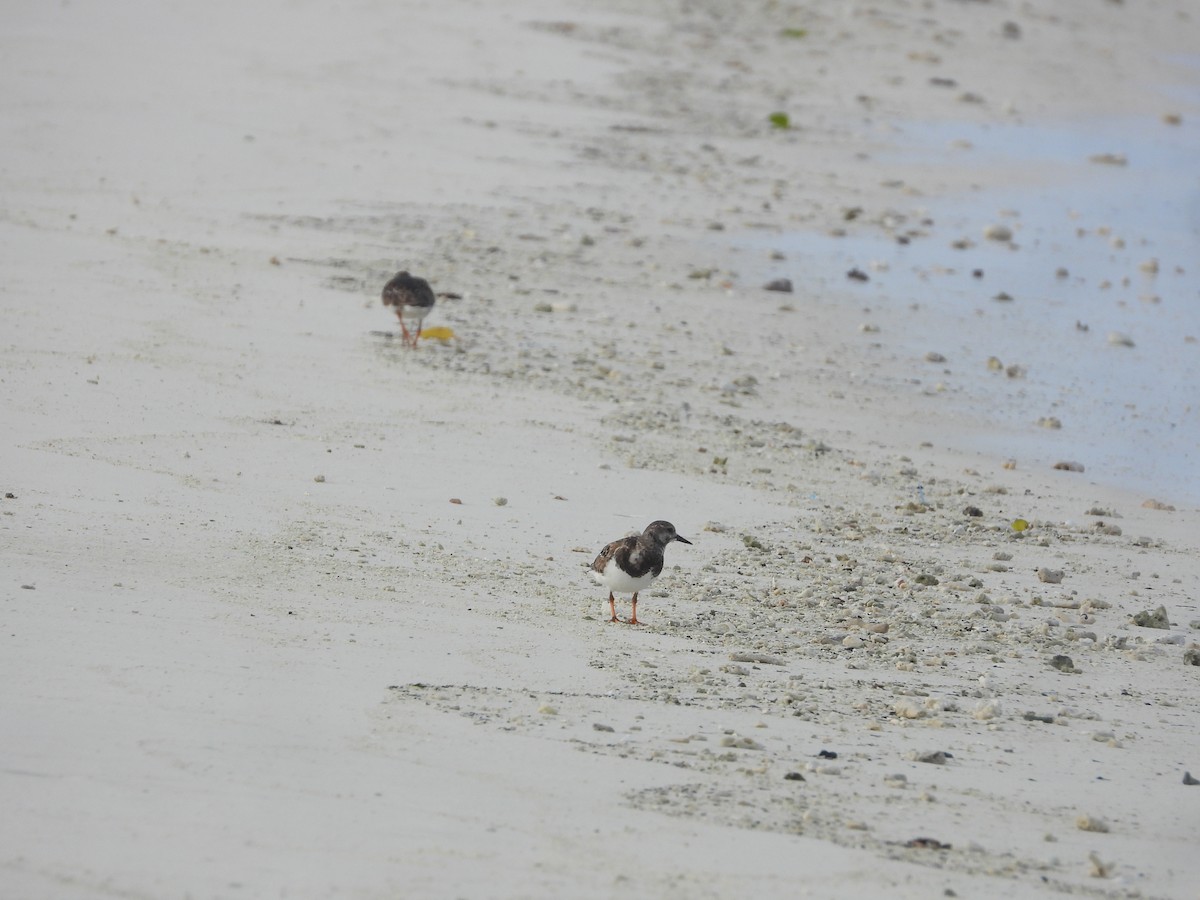 Ruddy Turnstone - ML646729724