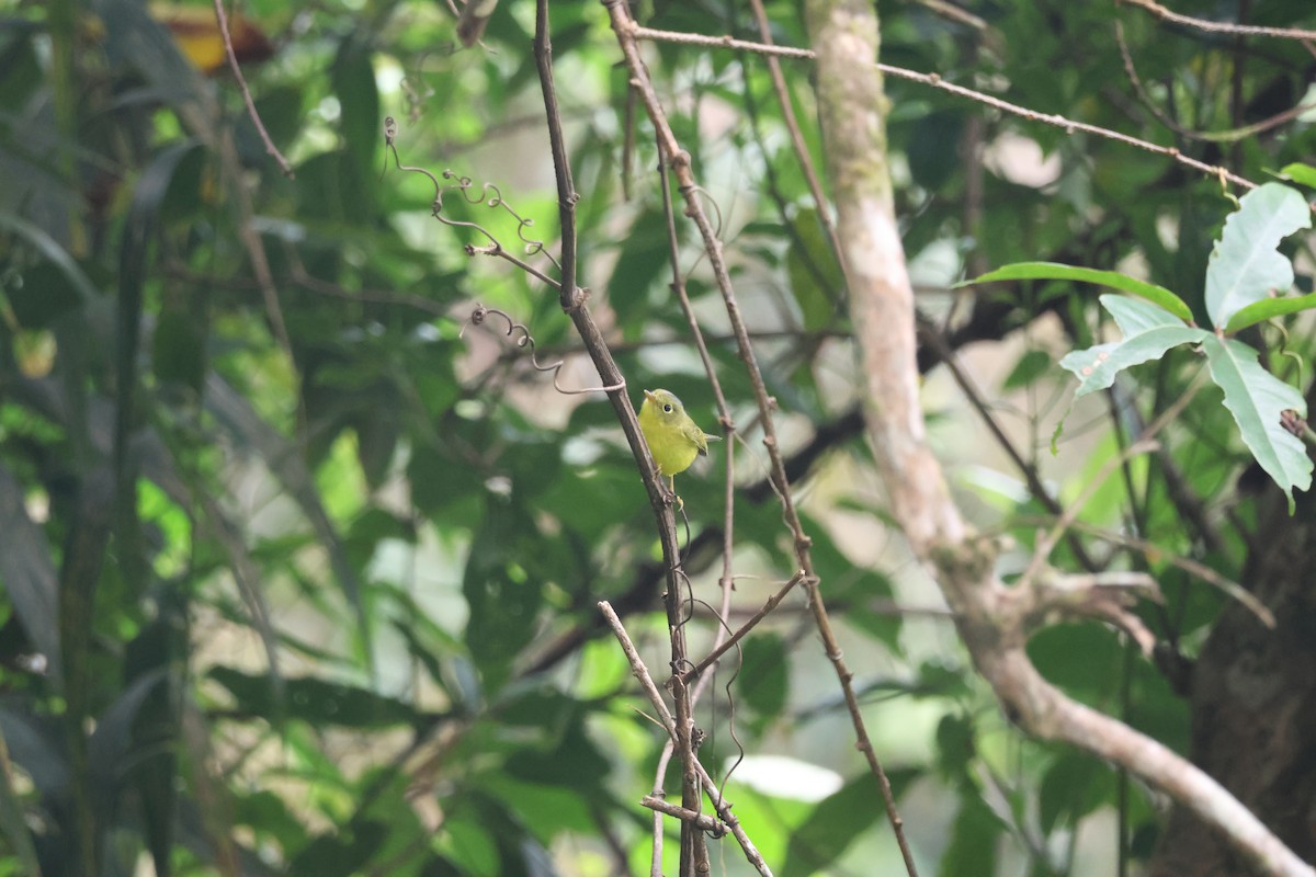 Bianchi's Warbler - ML646729726
