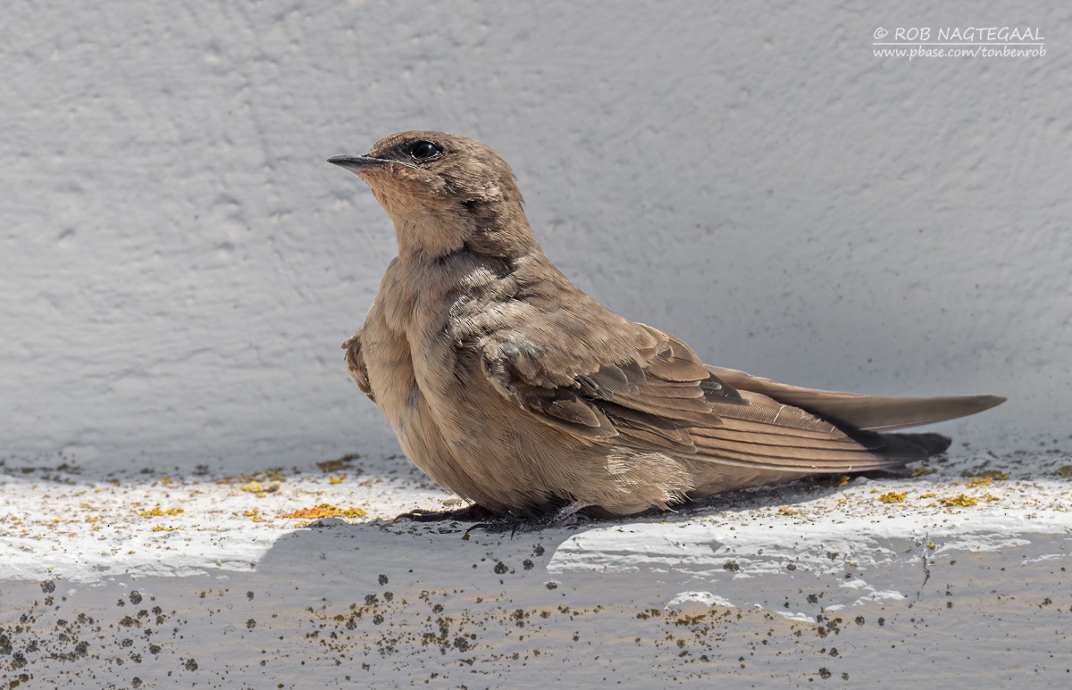 Southern Crag-Martin - ML646729728