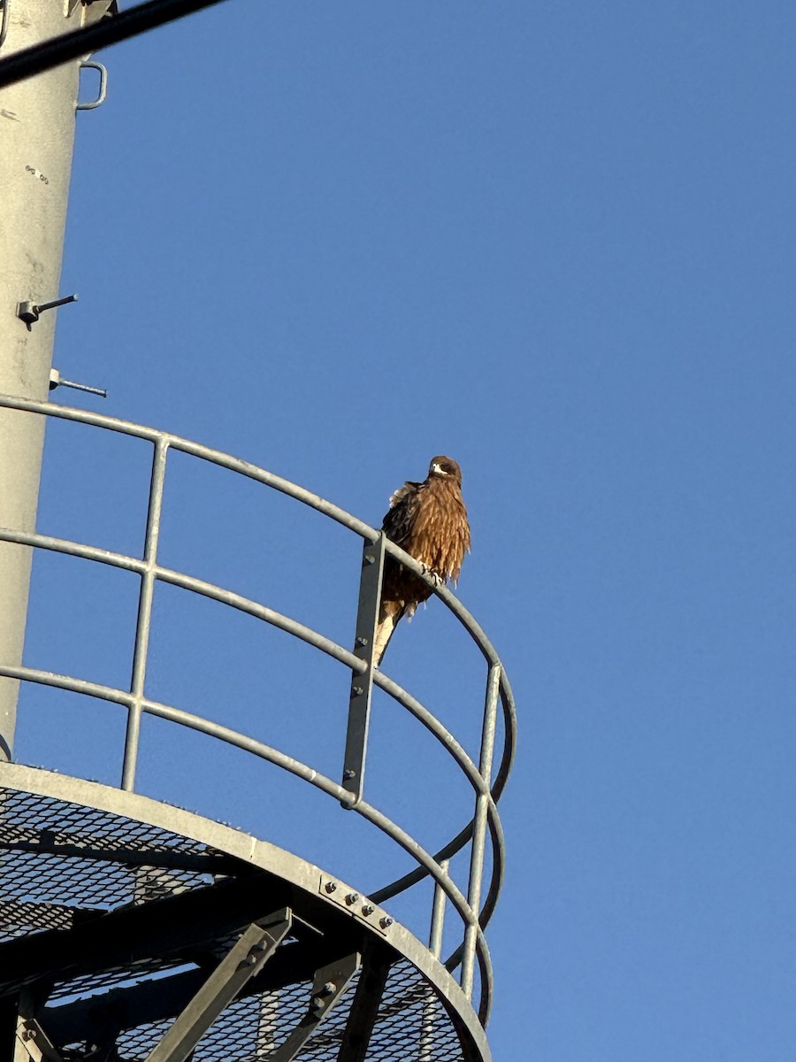 Black Kite - ML646729729