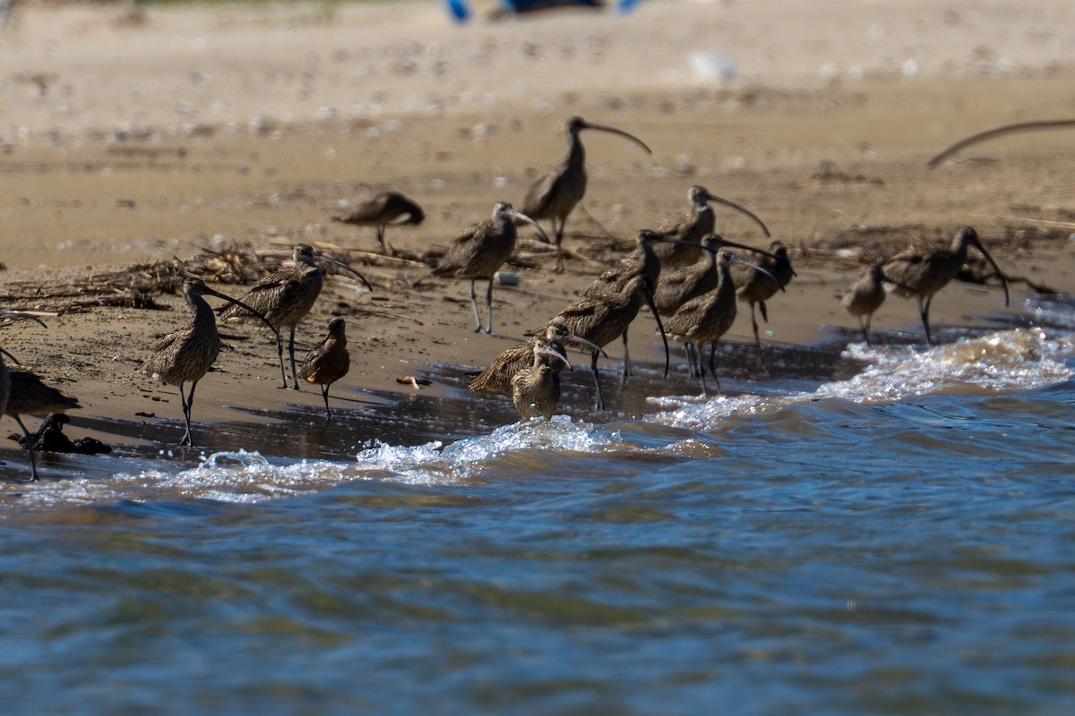 Eurasian Whimbrel - ML646729731