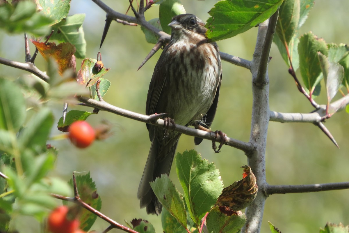 Song Sparrow - ML646729733