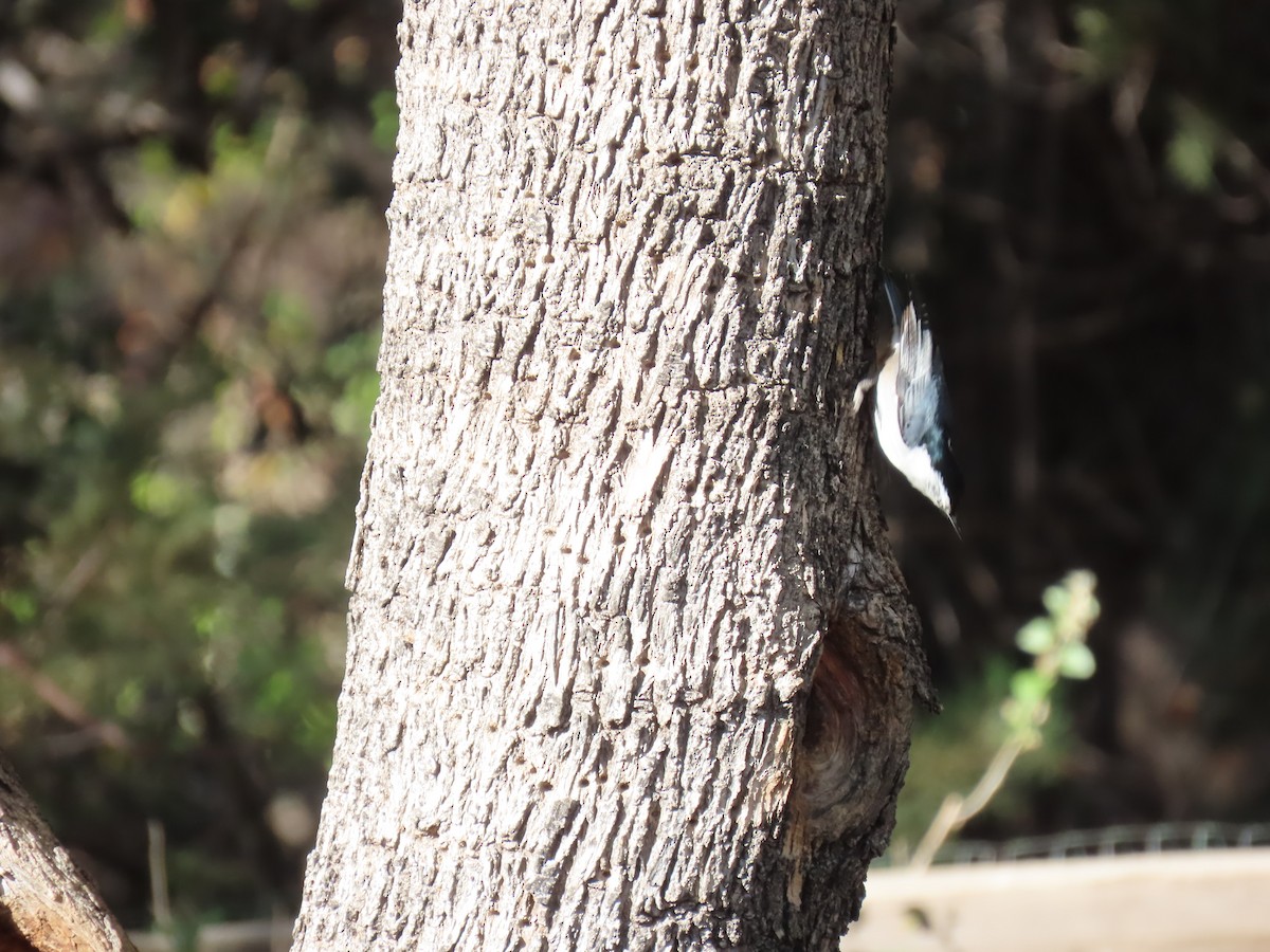 White-breasted Nuthatch (Interior West) - ML646729734