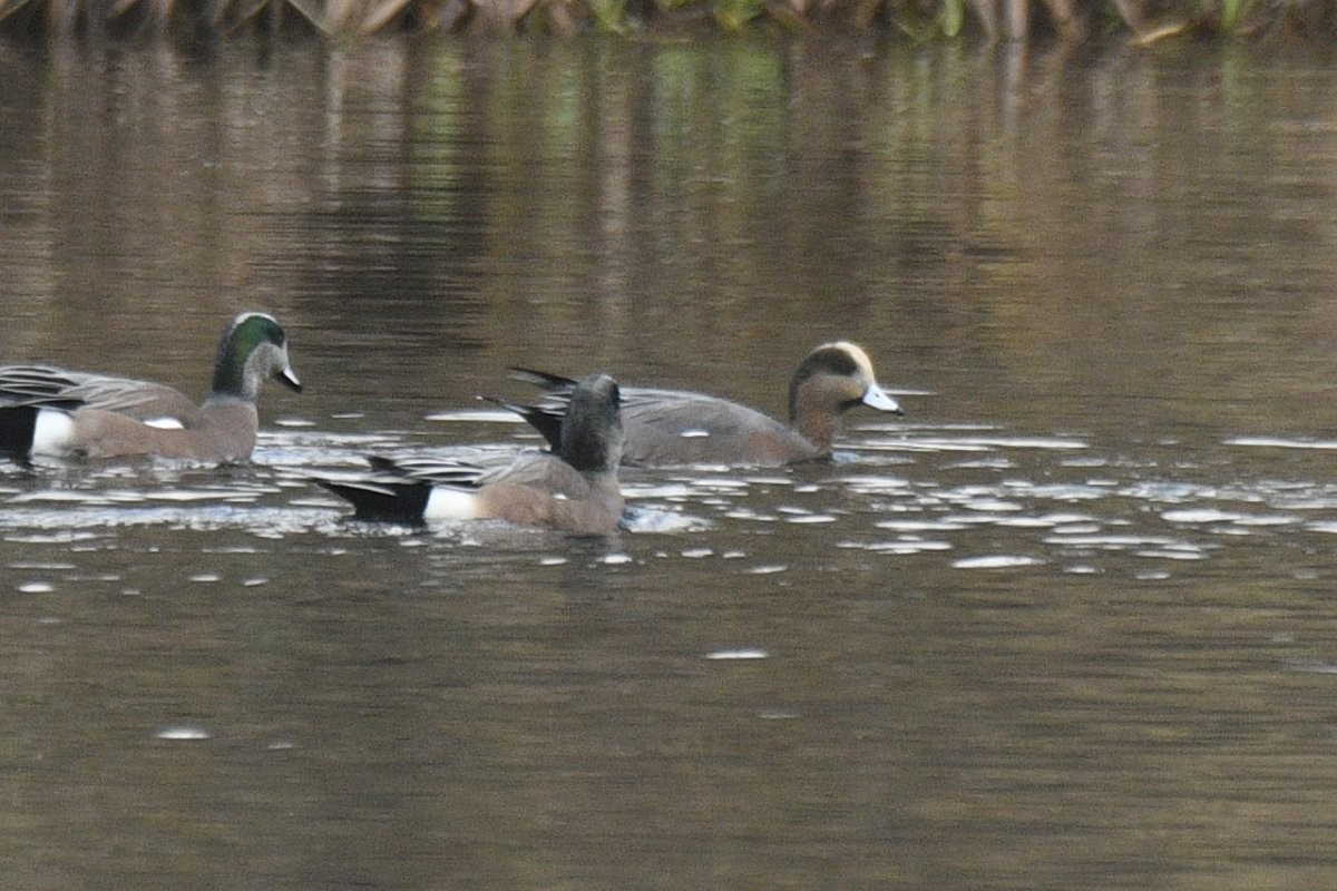 Eurasian x American Wigeon (hybrid) - ML646729735