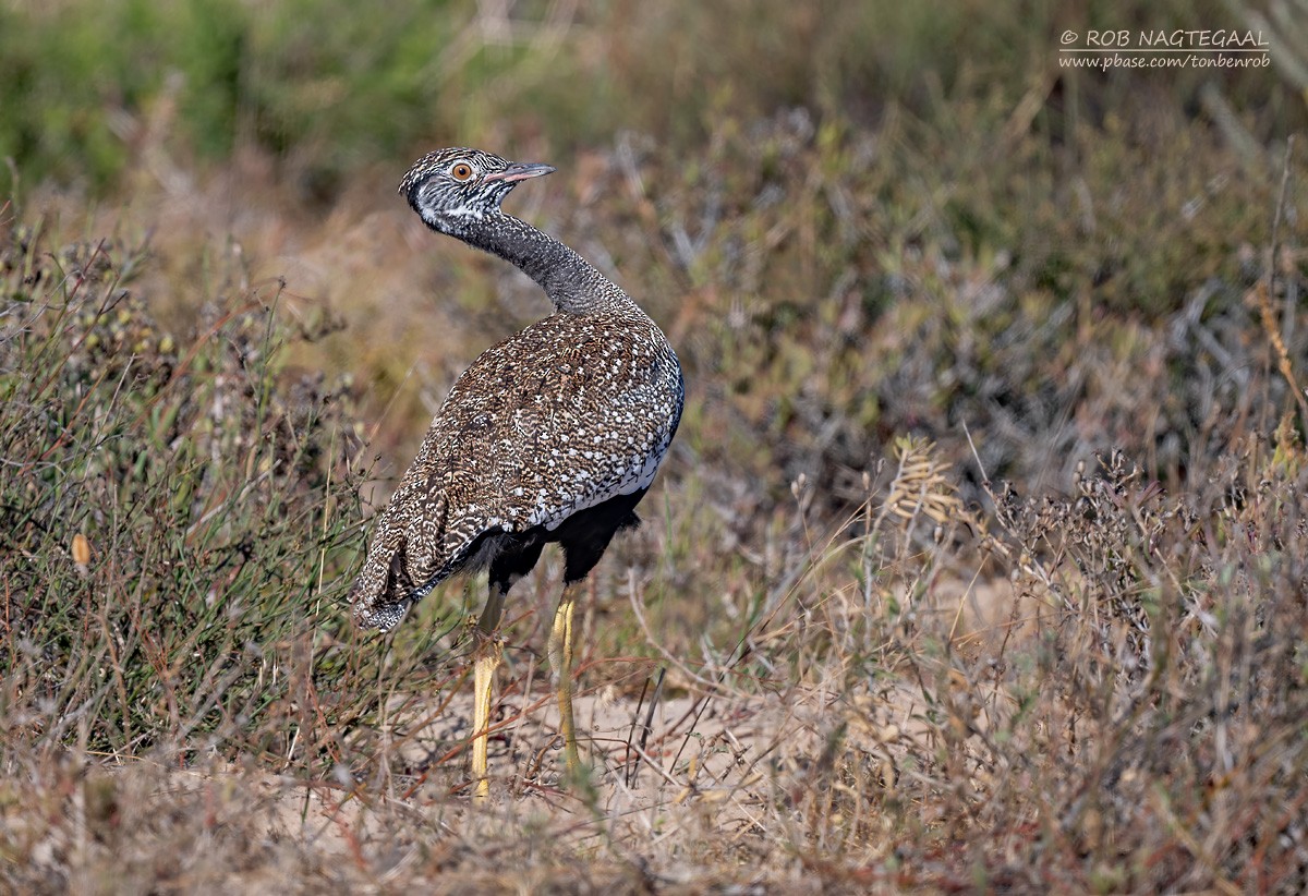 Black Bustard - ML646729738