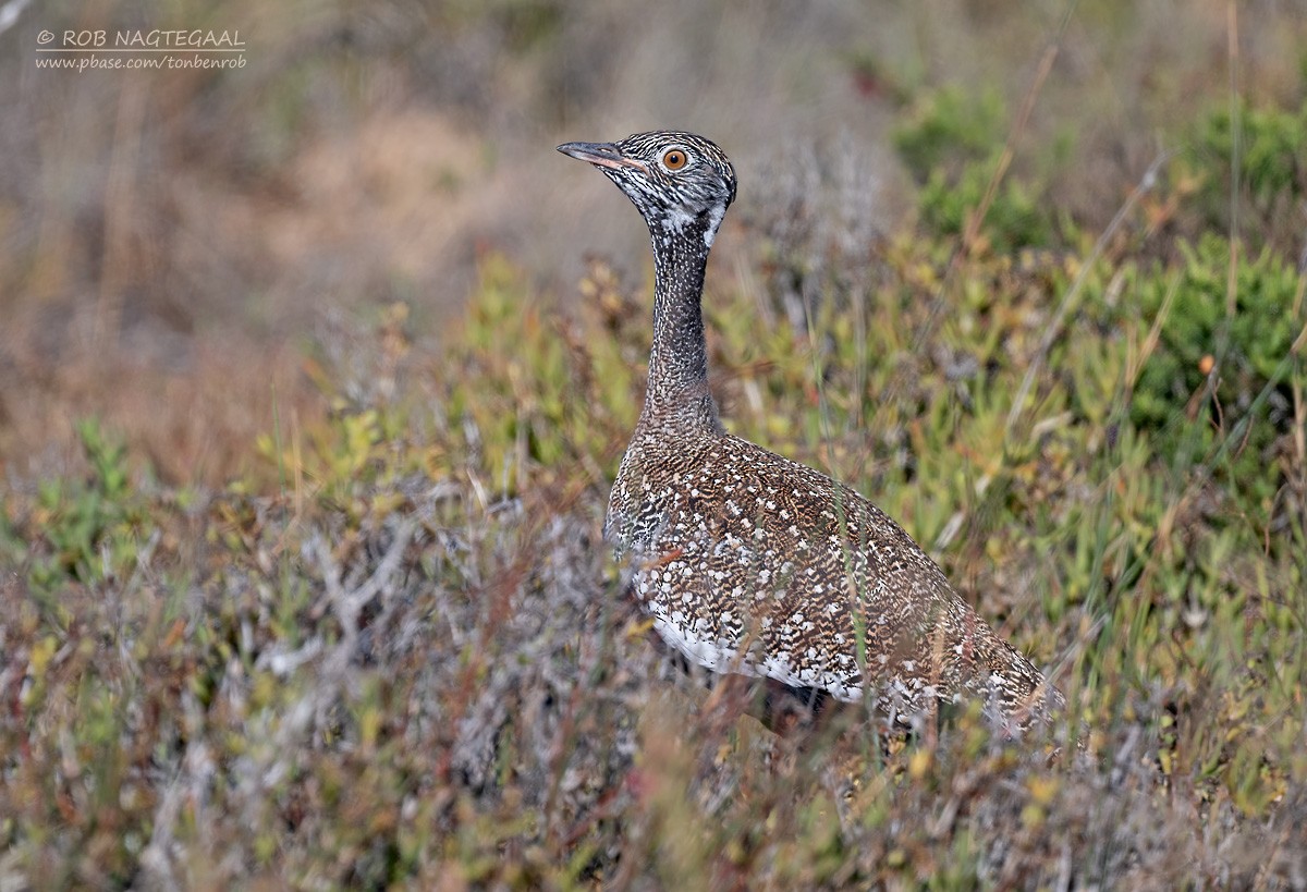 Black Bustard - ML646729739