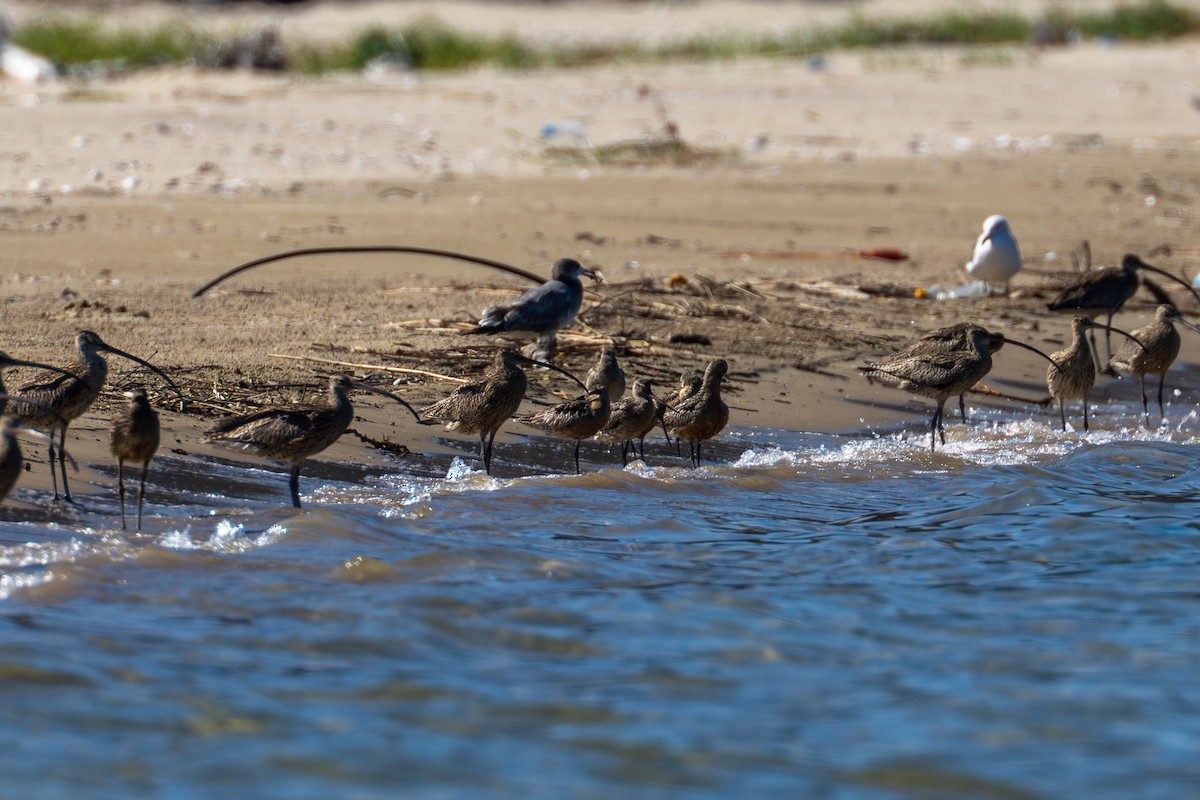 Bar-tailed Godwit - ML646729740