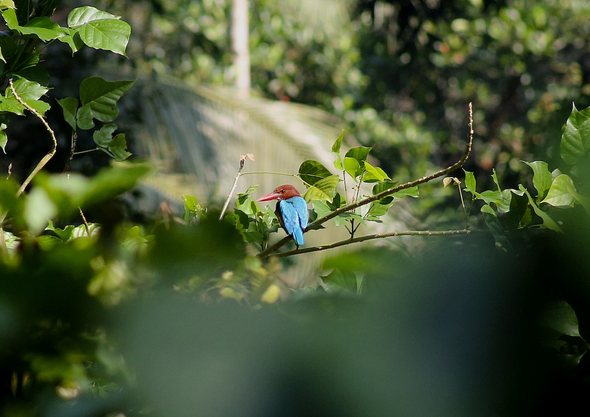 White-throated Kingfisher - ML646729741