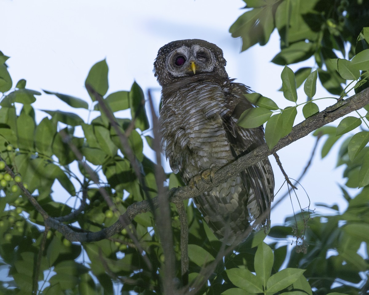 African Wood-Owl - ML646729742