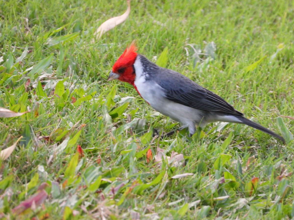 Red-crested Cardinal - ML646729744