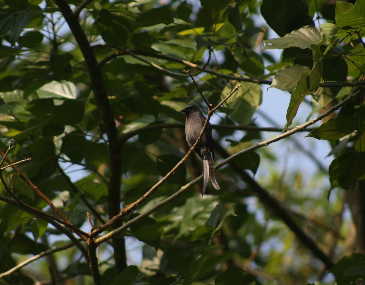 Kül Rengi Drongo - ML646729745