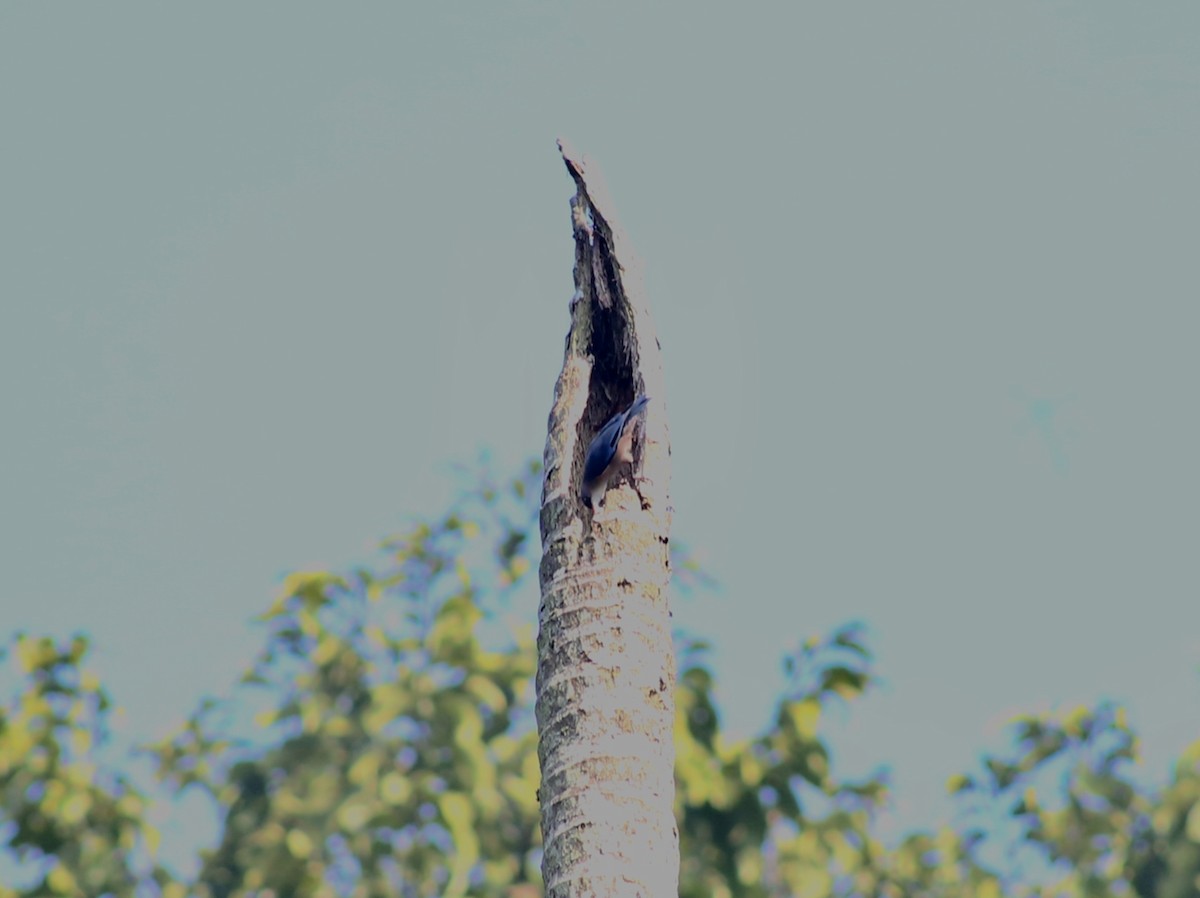 Velvet-fronted Nuthatch - ML646729746