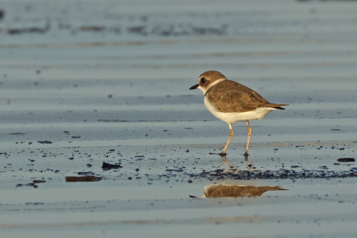 חופמי אלכסנדרי - ML646729748