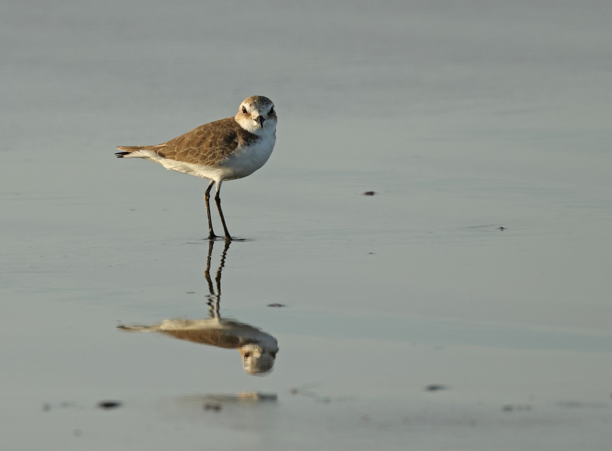 חופמי אלכסנדרי - ML646729749