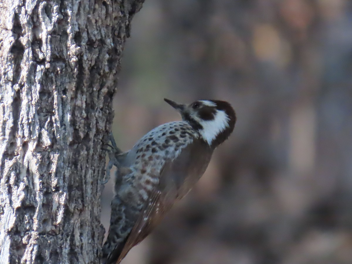 Arizona Ağaçkakanı - ML646729752