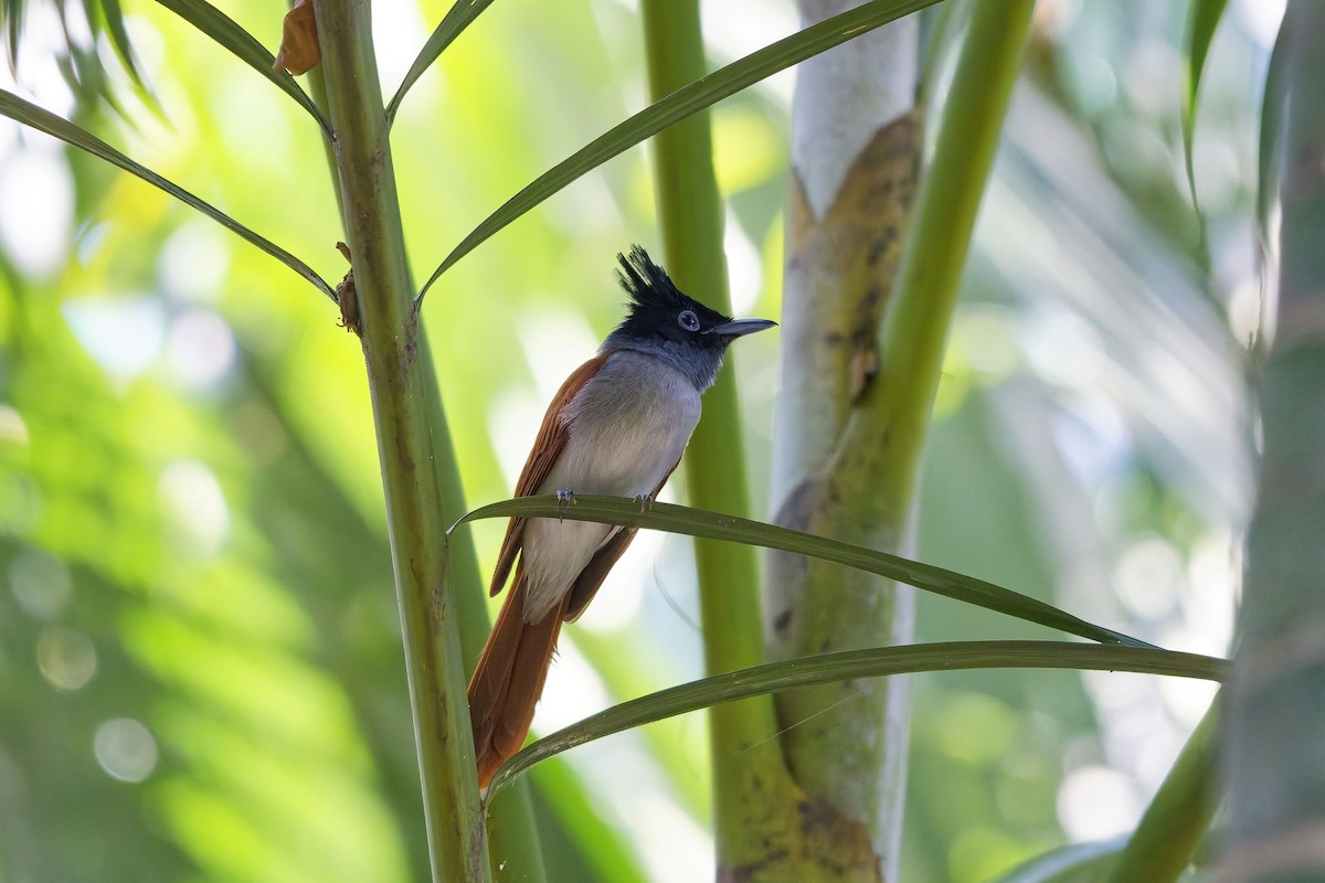 Indian Paradise-Flycatcher - ML646729754