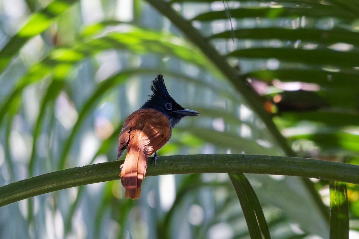 Indian Paradise-Flycatcher - ML646729755