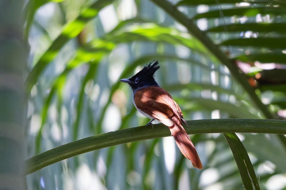 Indian Paradise-Flycatcher - ML646729756