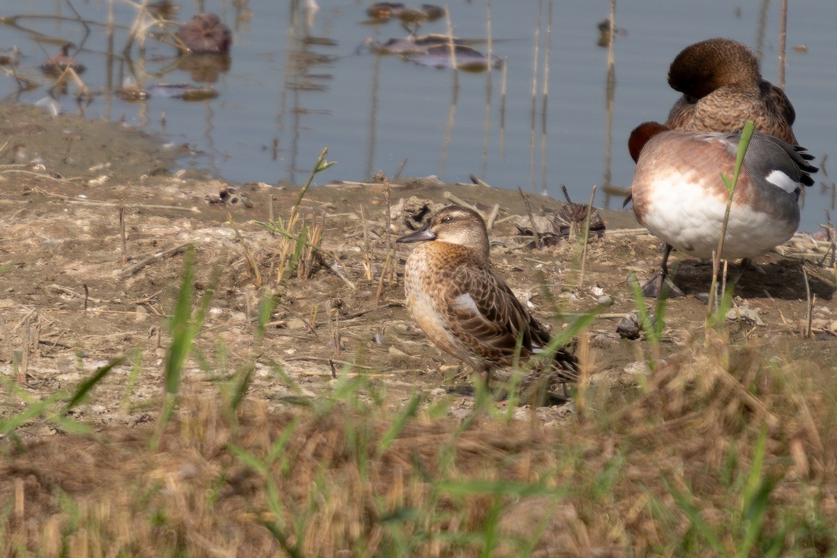 קרקיר - ML646729758