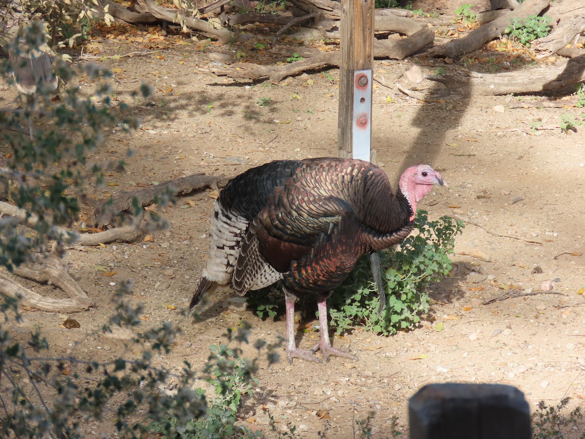 Yabani Hindi - ML646729759