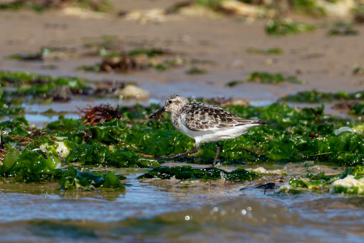 Песчанка - ML646729761