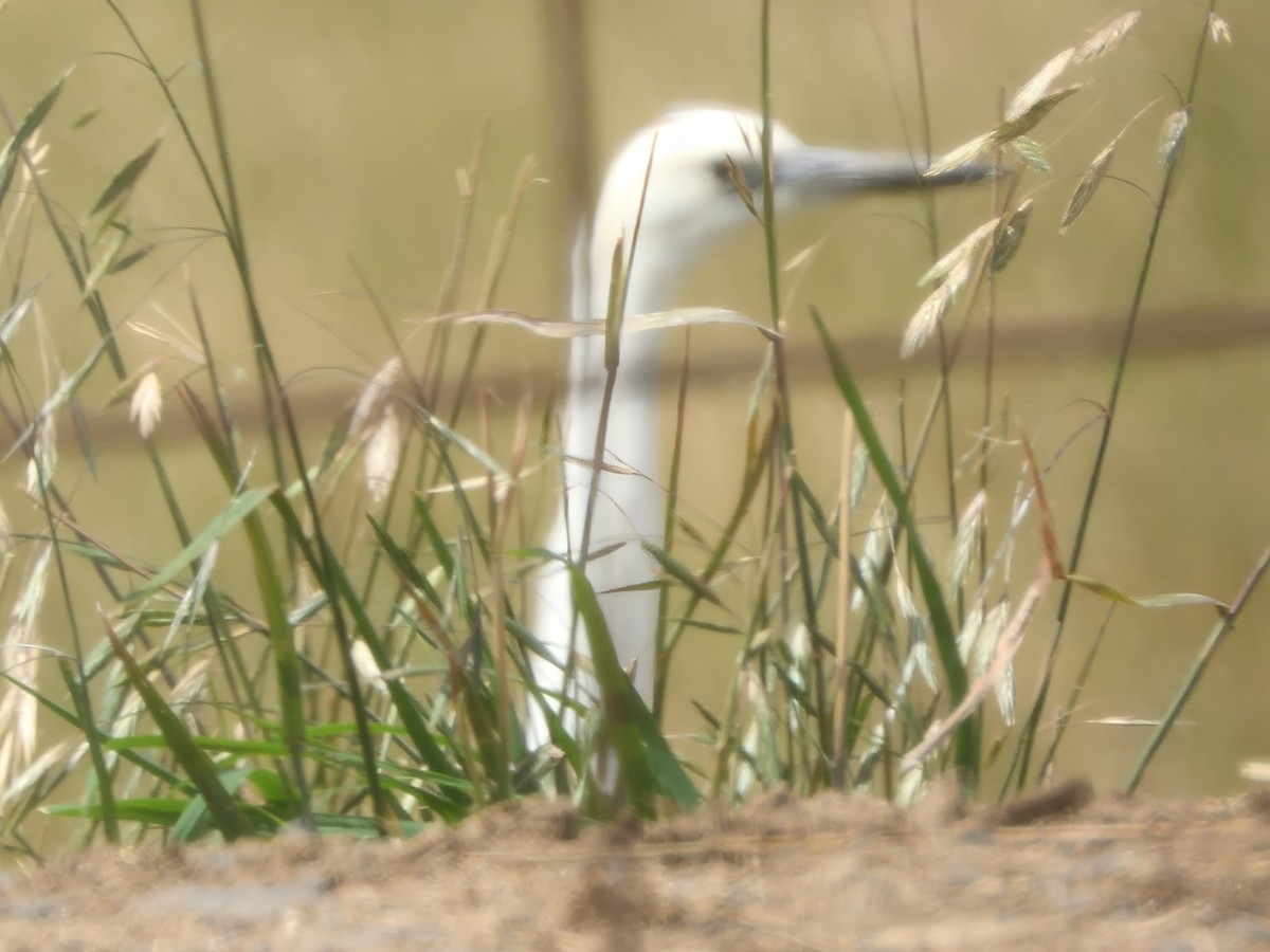 Pacific Heron - ML646729763