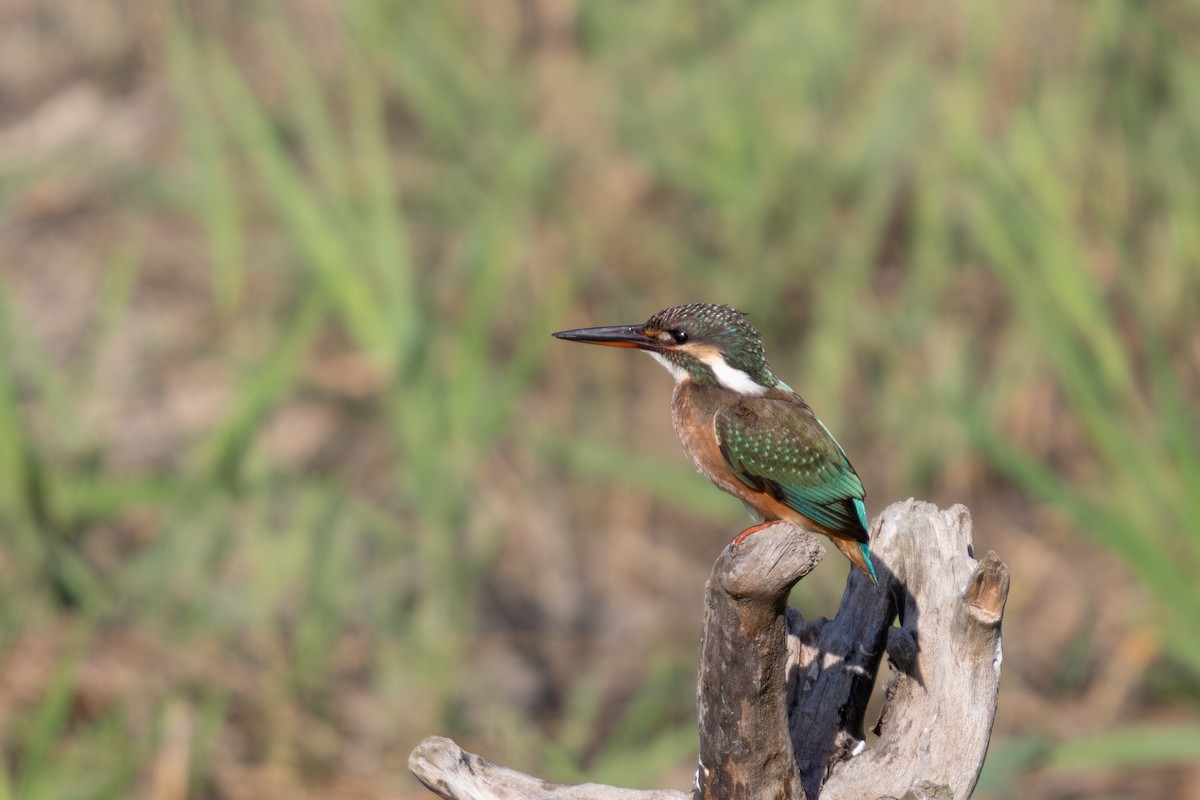 שלדג גמדי - ML646729764