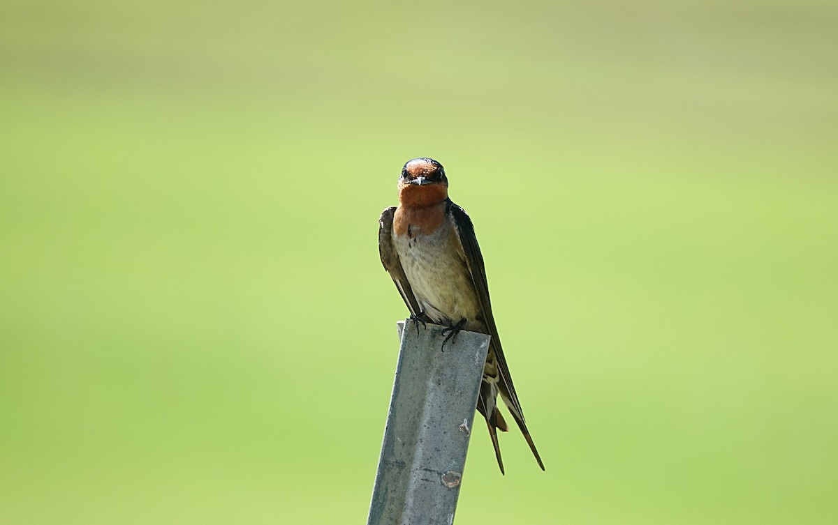 Haberci Kırlangıç - ML646729765