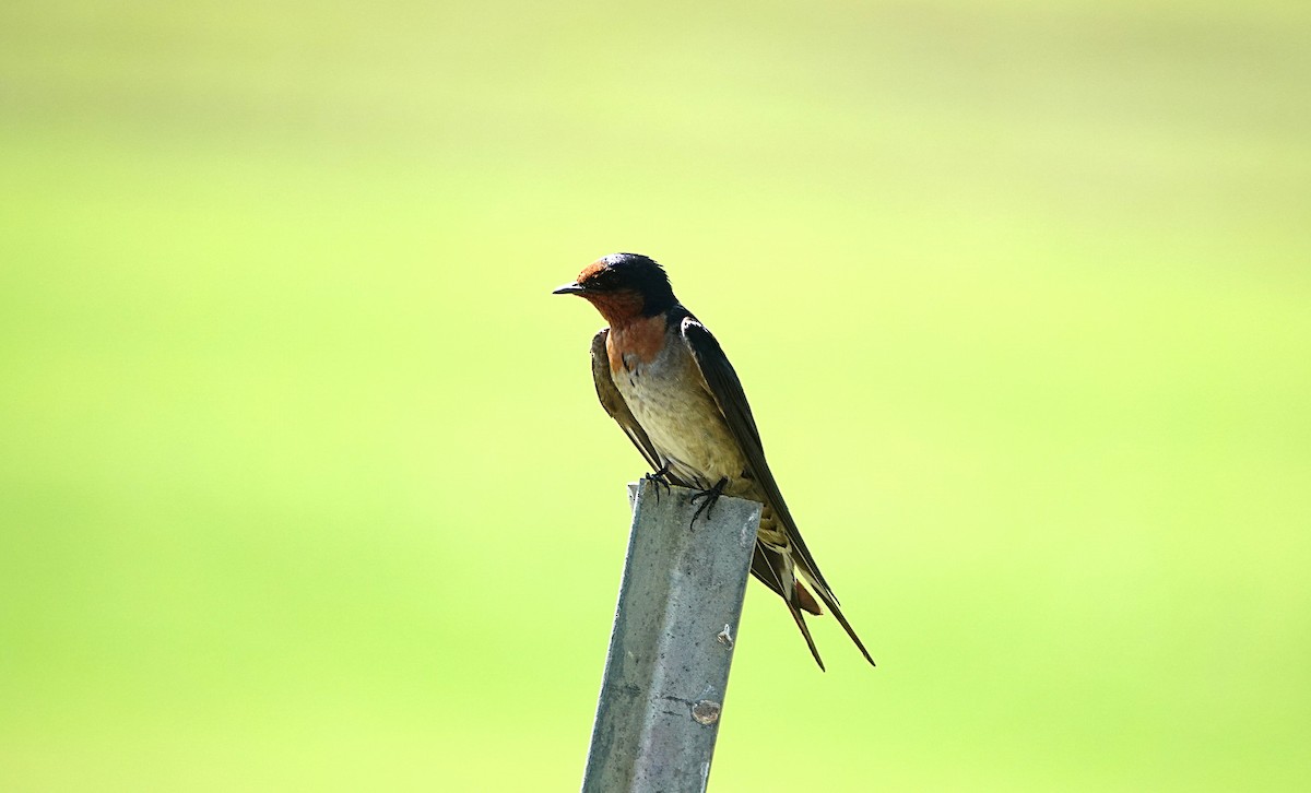 Haberci Kırlangıç - ML646729766