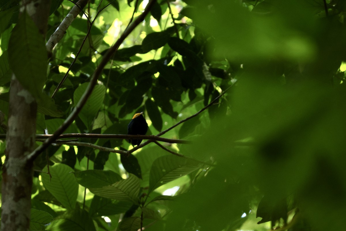 gullhodemanakin - ML646729775