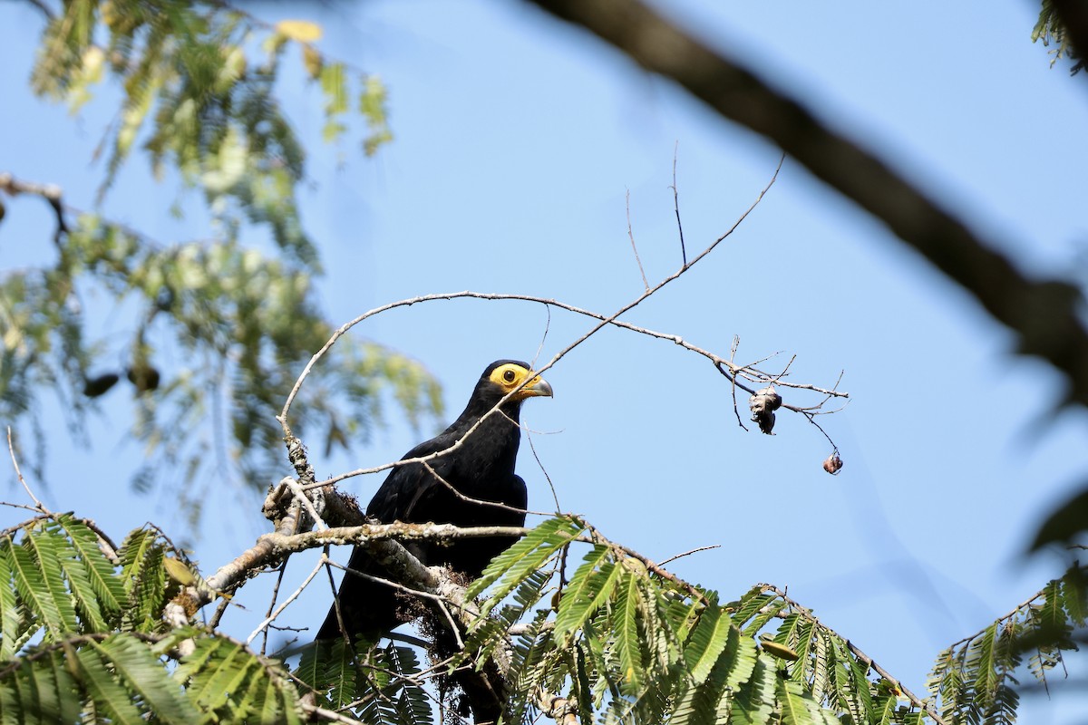 svartkarakara - ML646729776