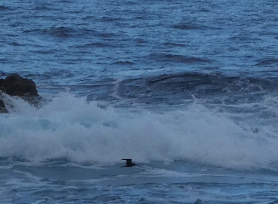 Black Noddy - ML646729777