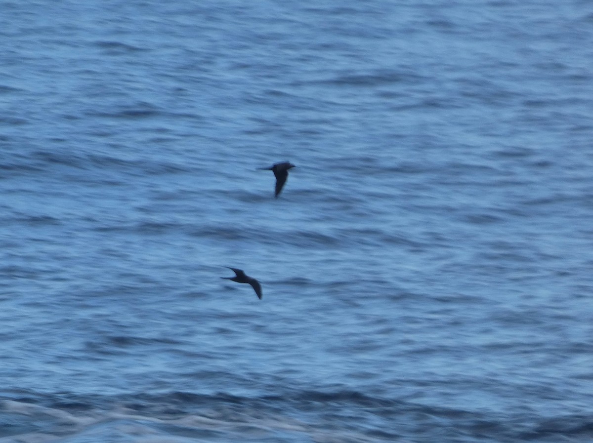 Black Noddy - ML646729778