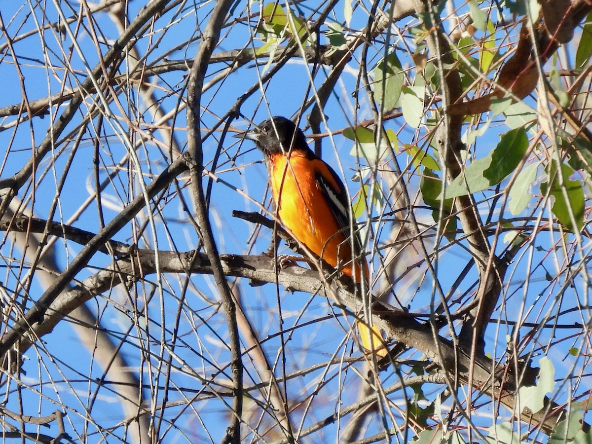 פזאי צפוני - ML646729779